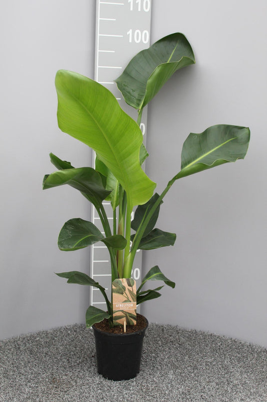 Strelitzia Nicolai P17 2pp - Ø17cm - ↕70cm - Plantabulous