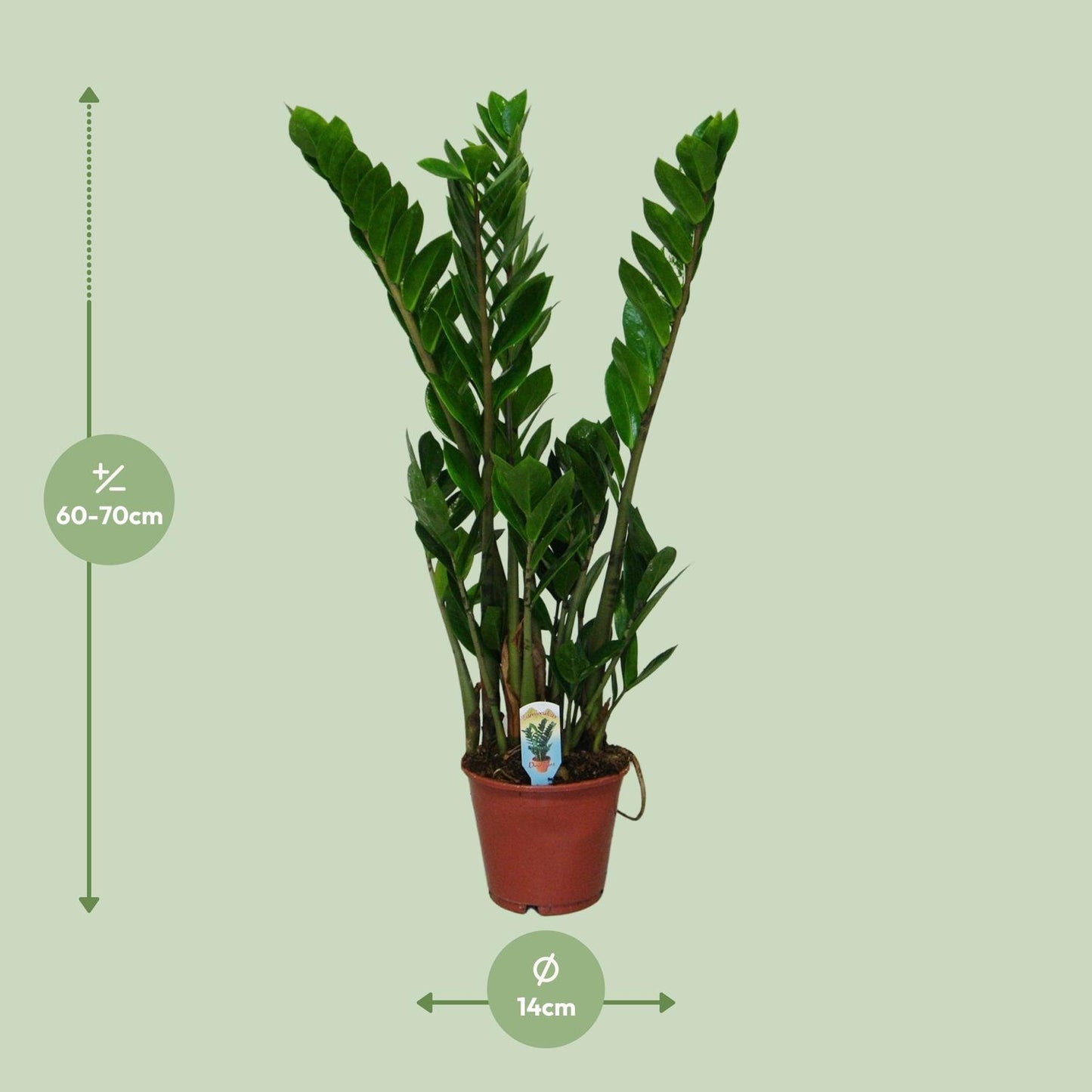 Glücksfeder – Zamioculcas zamiifolia – 50 cm – Ø14 cm - Plantabulous