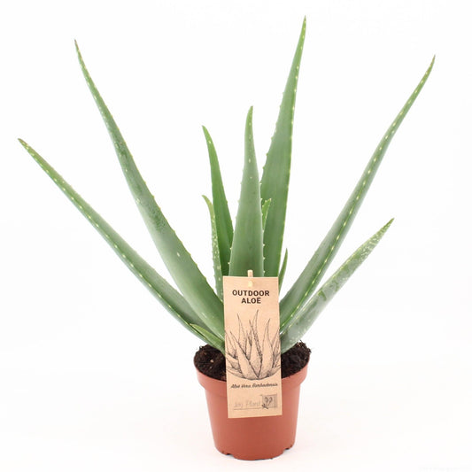 Aloe Vera P14 - Ø14cm - ↕45cm - Plantabulous