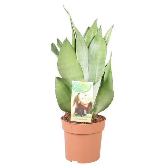 Sansevieria Moonshine - Hoogte 40-45** - Ø14cm - ↕40cm - Plantabulous