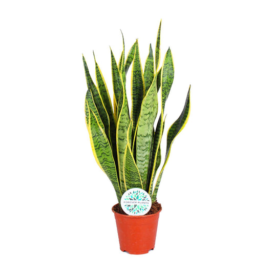 Sansevieria Trifasciata Laurentii - Ø14cm - ↕50cm - Plantabulous