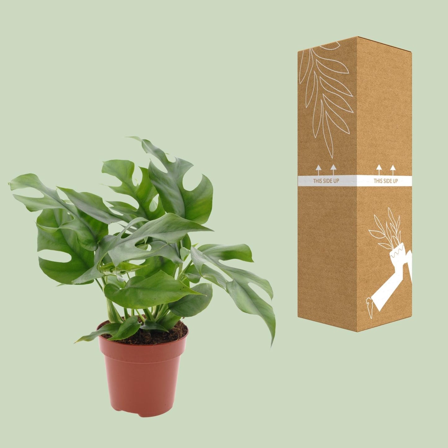 Monstera Minima - Ø12cm - ↕25cm - Plantabulous
