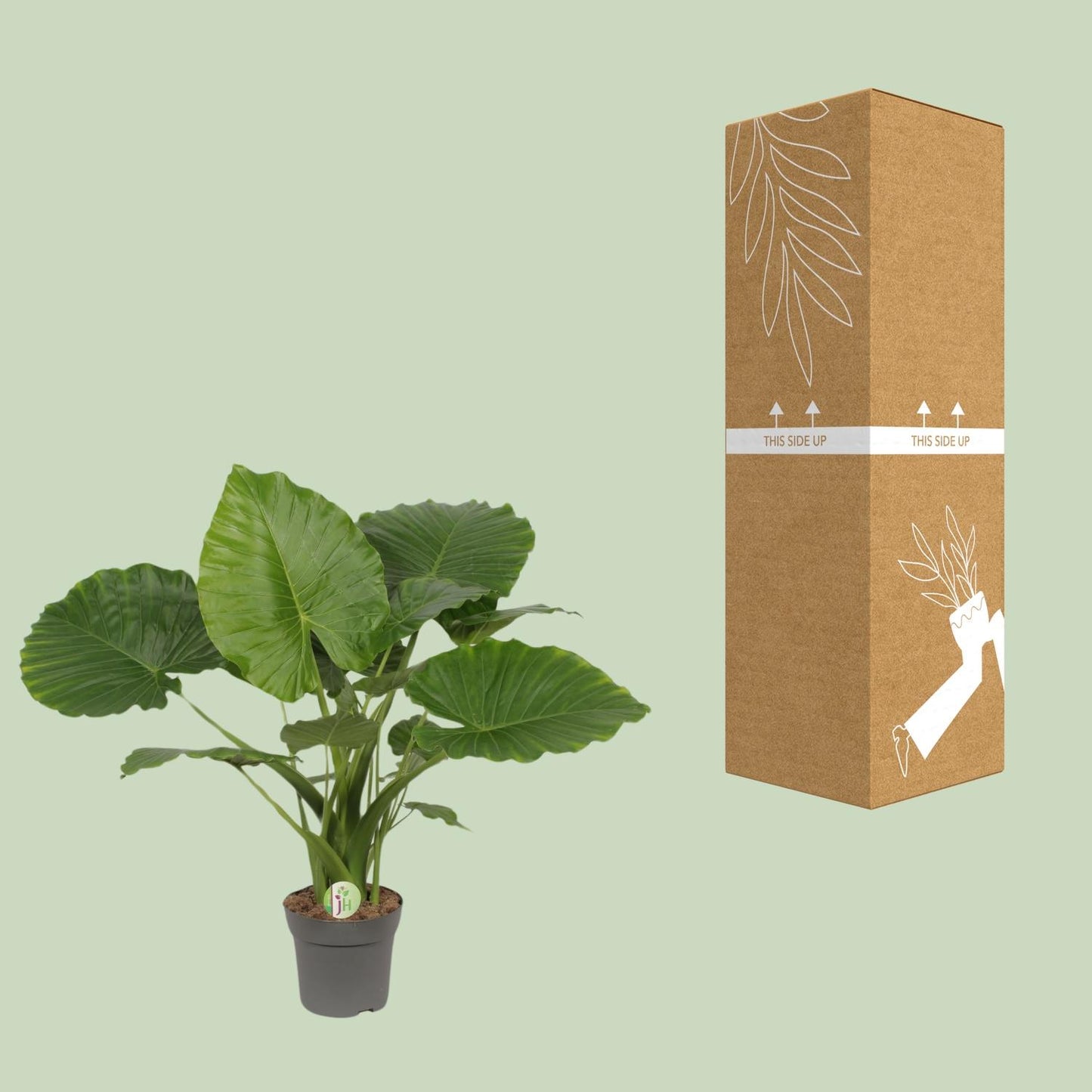 Pfeilblatt – Alocasia Gageana 'California' – ↑80 cm – Ø21 cm