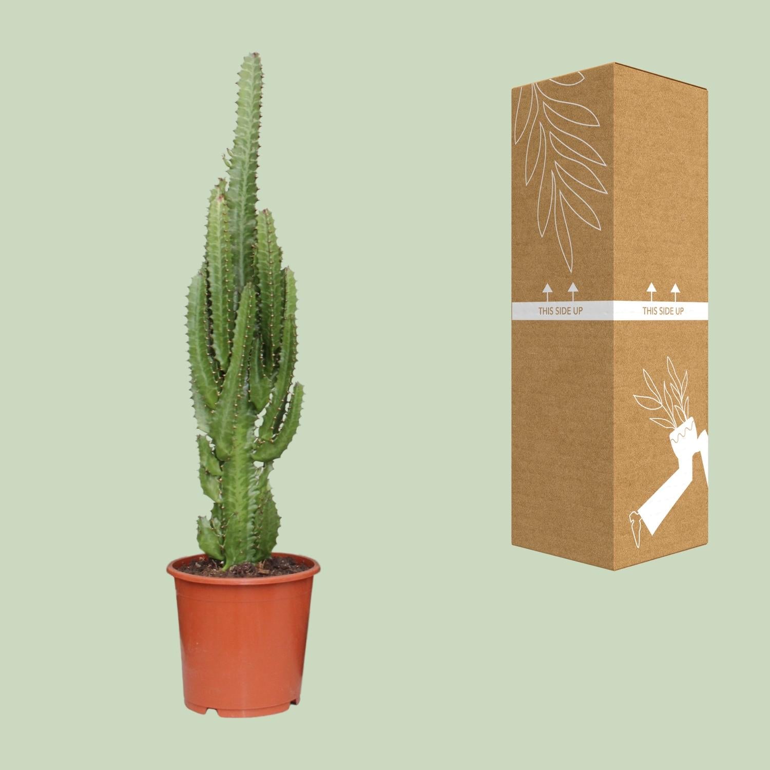 Euphorbia Trigona - Ø17cm - ↕70cm - Plantabulous