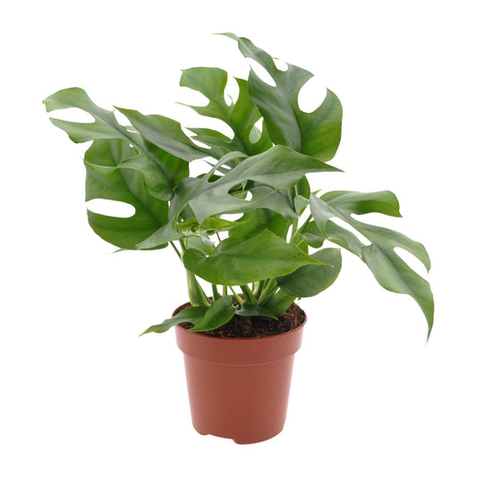 Monstera Minima - Ø12cm - ↕25cm - Plantabulous