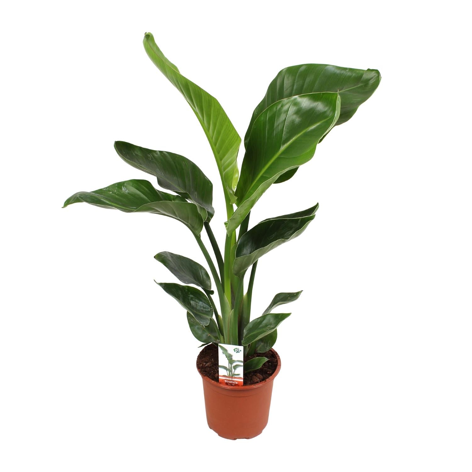 Strelitzia Nicolai 17 Cm - Ø17cm - ↕70cm - Plantabulous