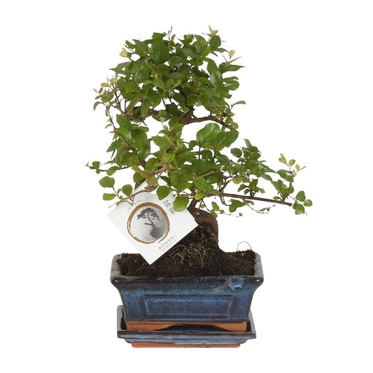 Bonsai – Sageretia theezans (S-Form) – 15 cm – Ø15 cm - Plantabulous