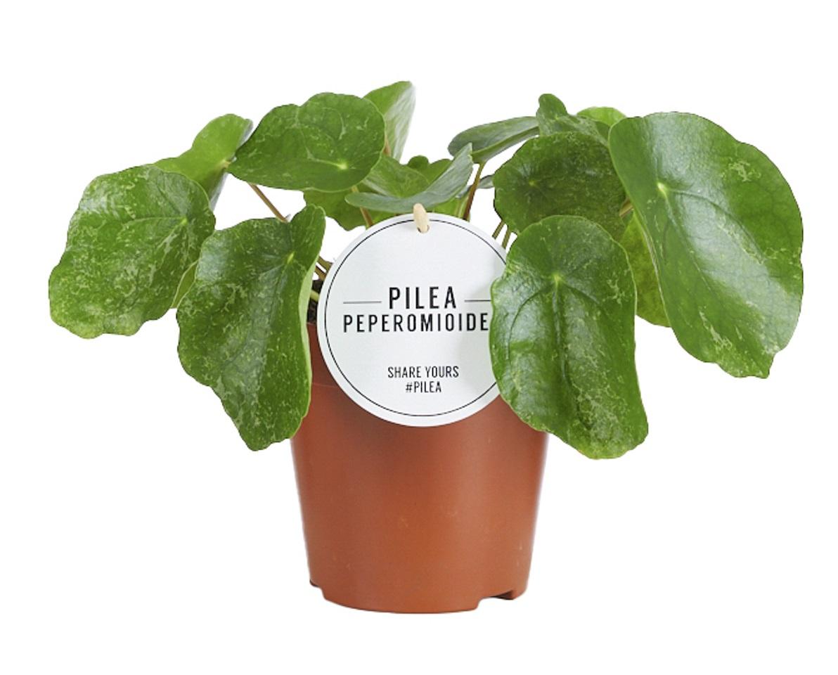 Pilea Sugar - Ø13cm - ↕20cm - Plantabulous