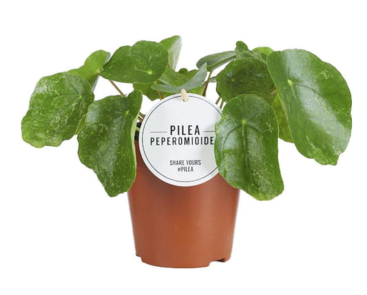 Pilea Sugar - Ø13cm - ↕20cm - Plantabulous