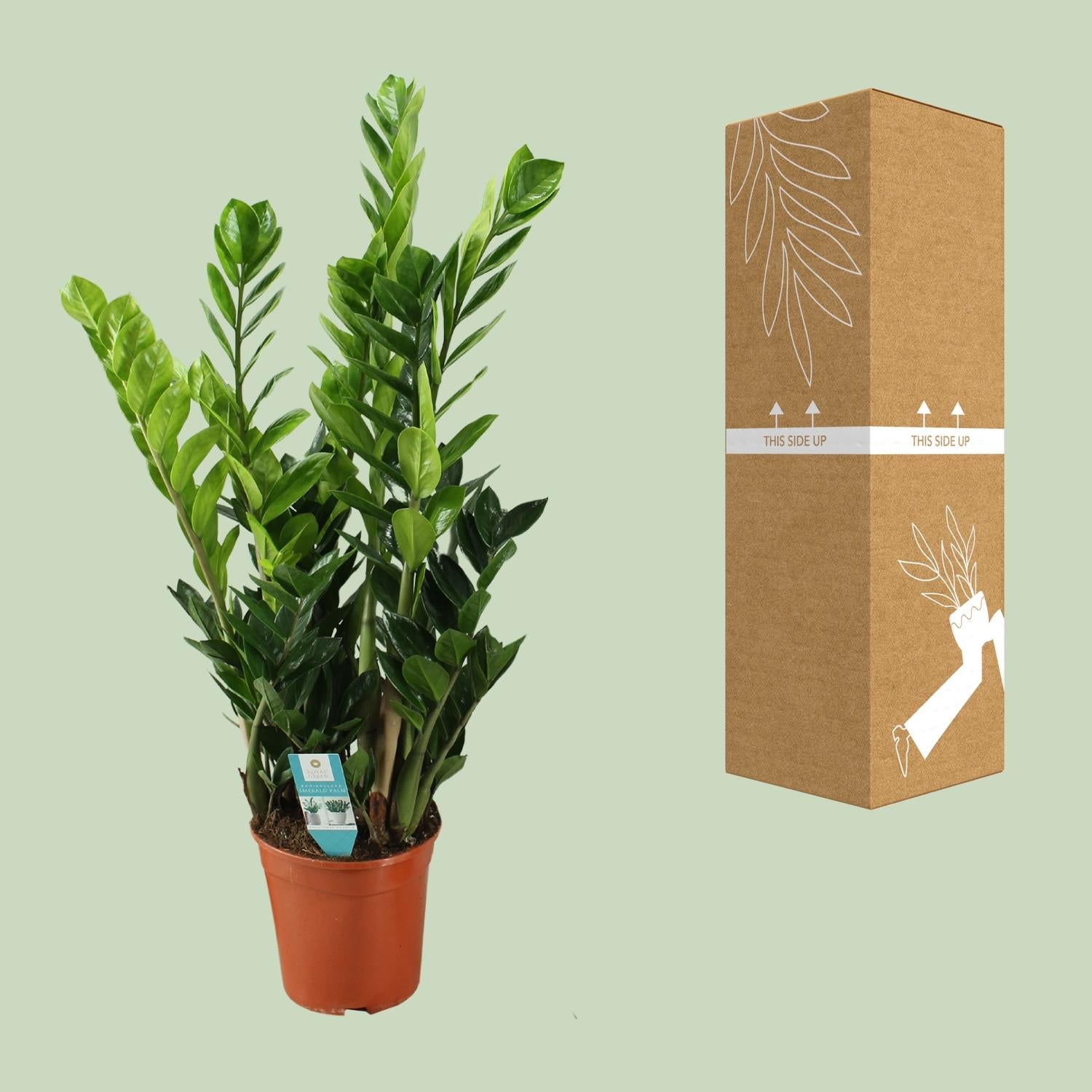 Zamioculcas 21cm - Ø21cm - ↕100cm - Plantabulous