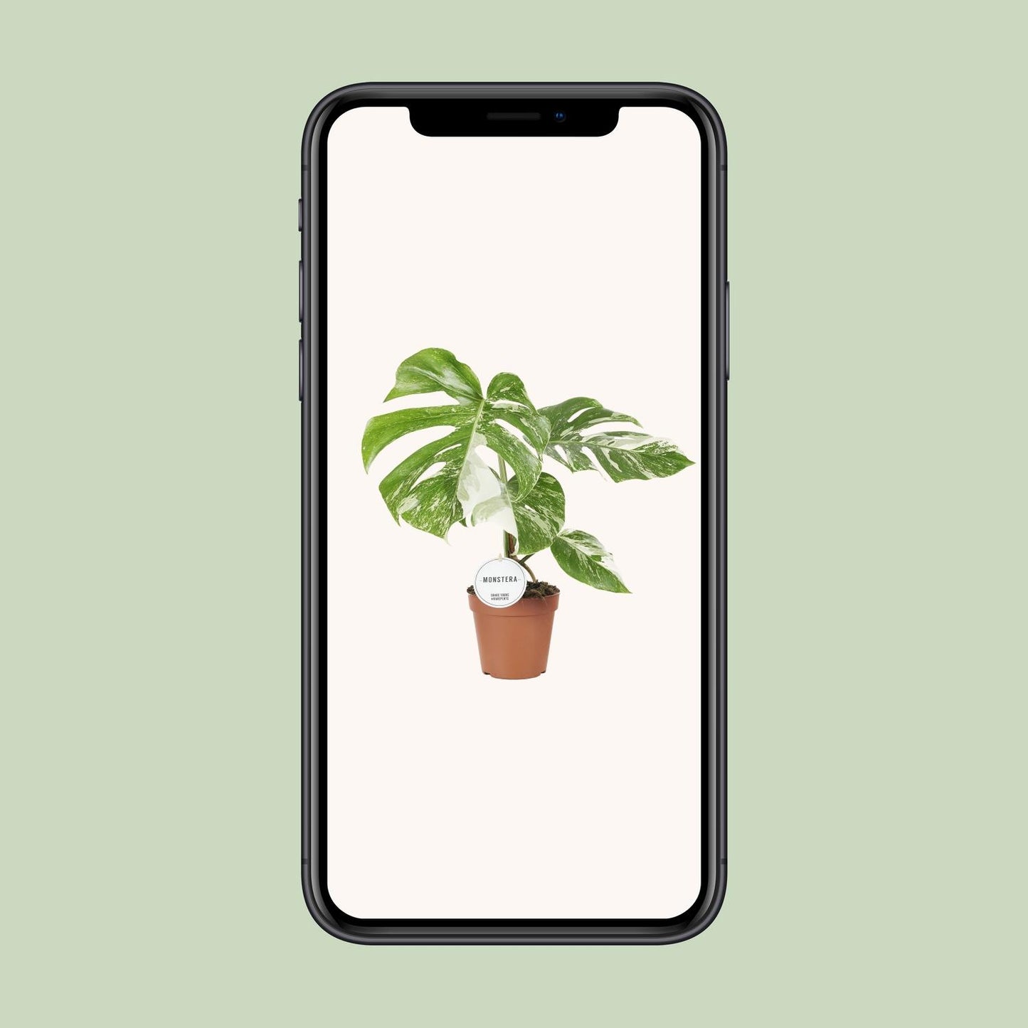 Monstera Deliciosa Variegata - Ø15cm - ↕45cm - Plantabulous