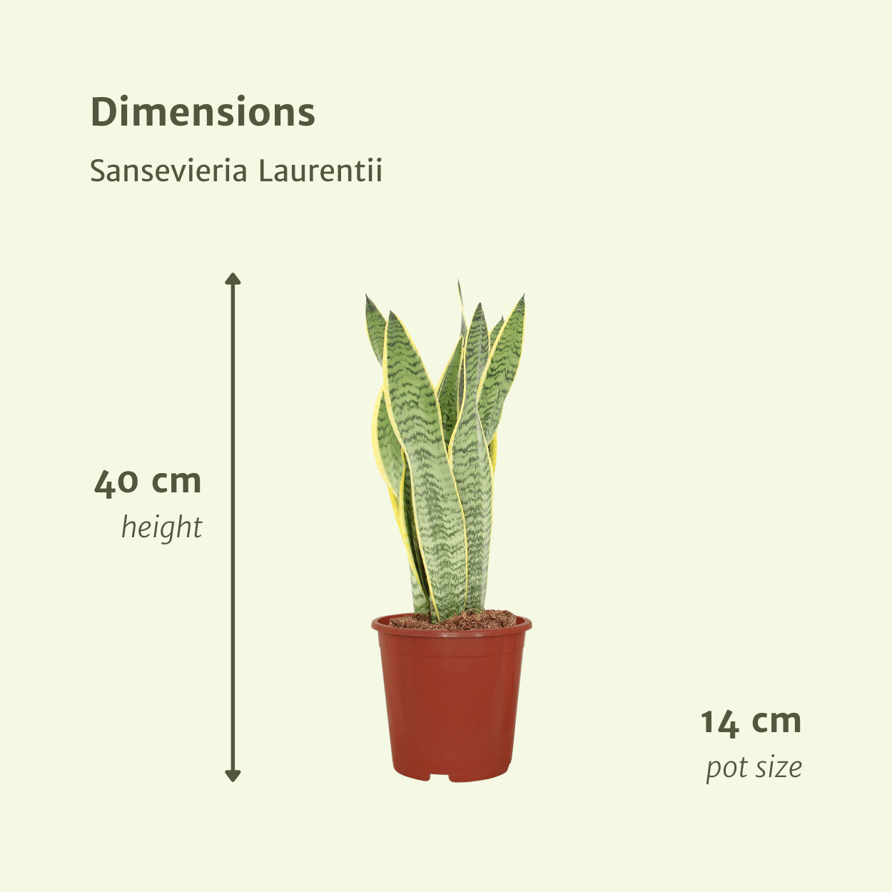 Pflanzen Set – 2 Pflanzen – Bogenhanf– Sansevieria 'Laurentii' – ↑40 cm – Ø14 cm