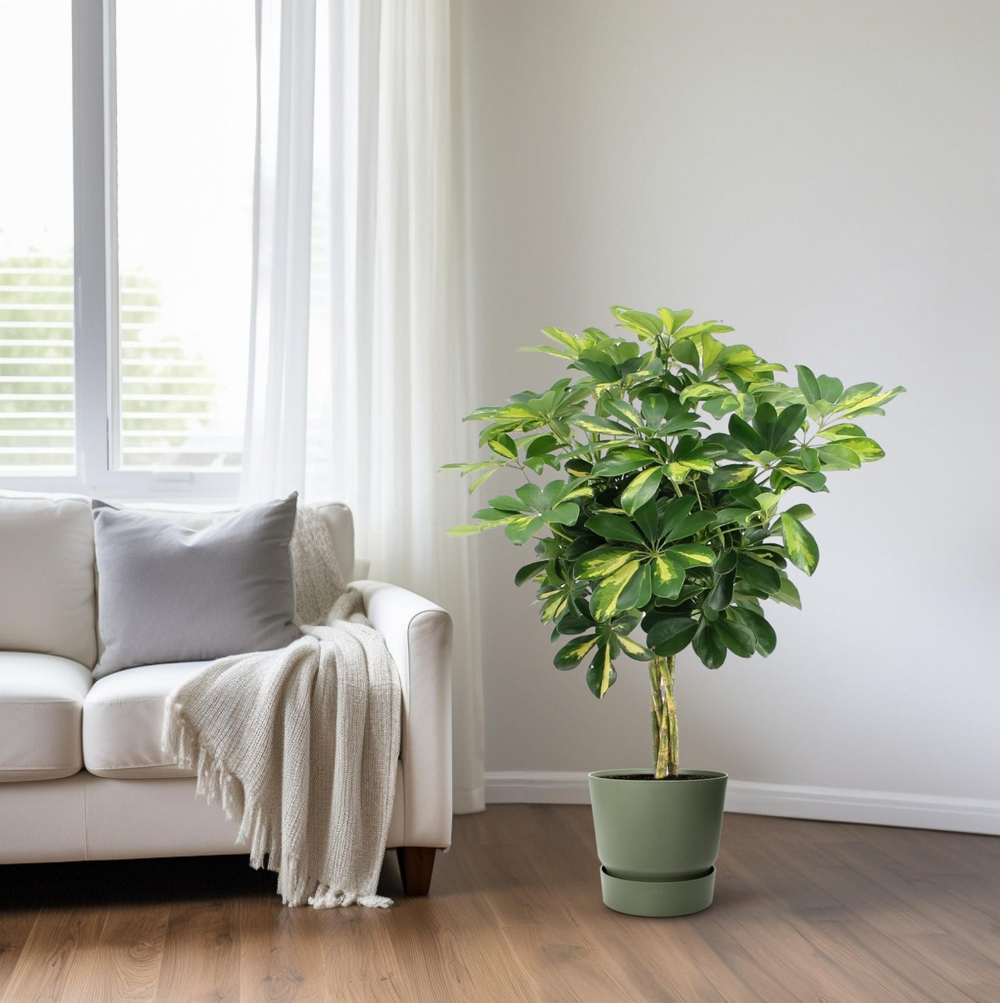 Schefflera Arboricola Gold Capella - Ø19cm - ↕75cm - Plantabulous