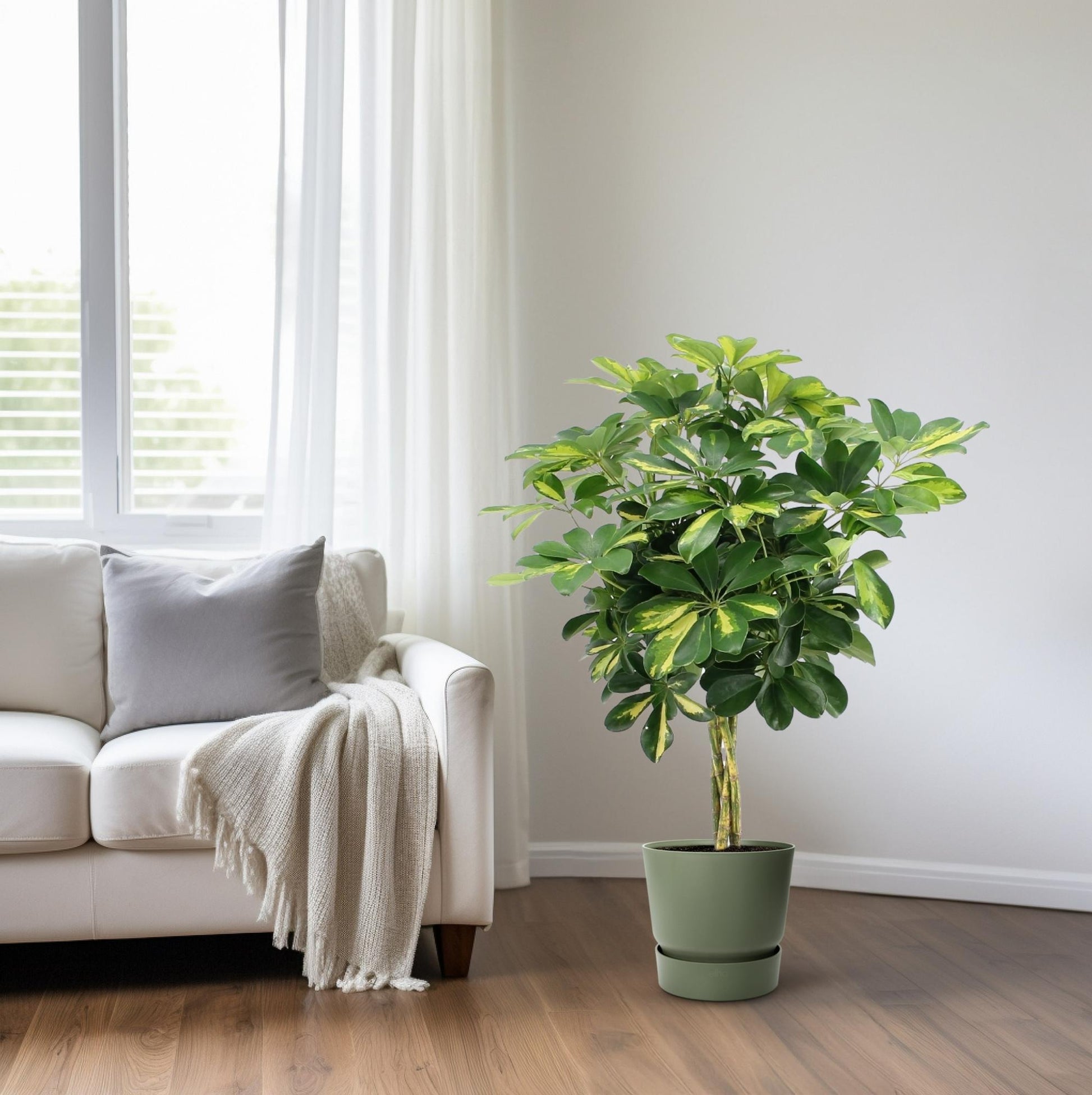 Schefflera Arboricola Gold Capella - Ø19cm - ↕75cm - Plantabulous