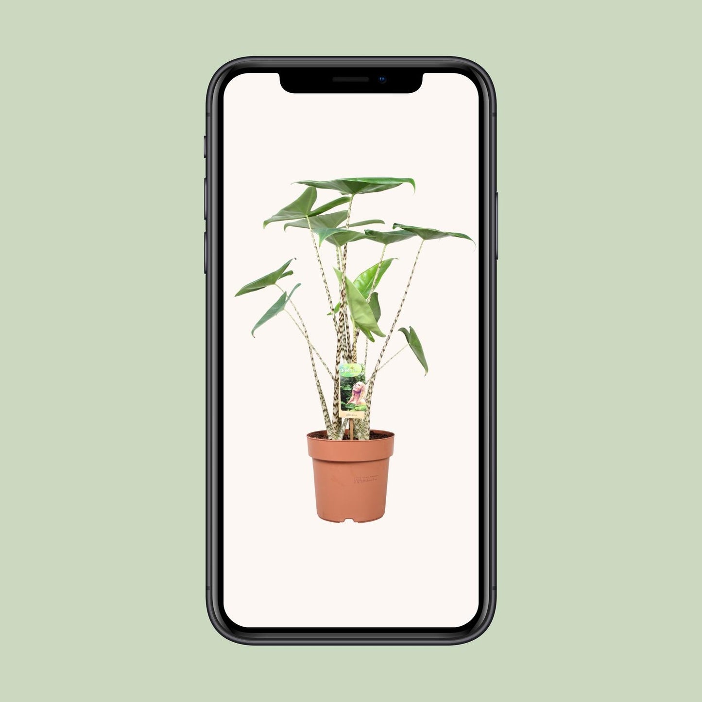 Pfeilblatt – Alocasia 'Zebrina' – ↑80 cm – Ø21 cm