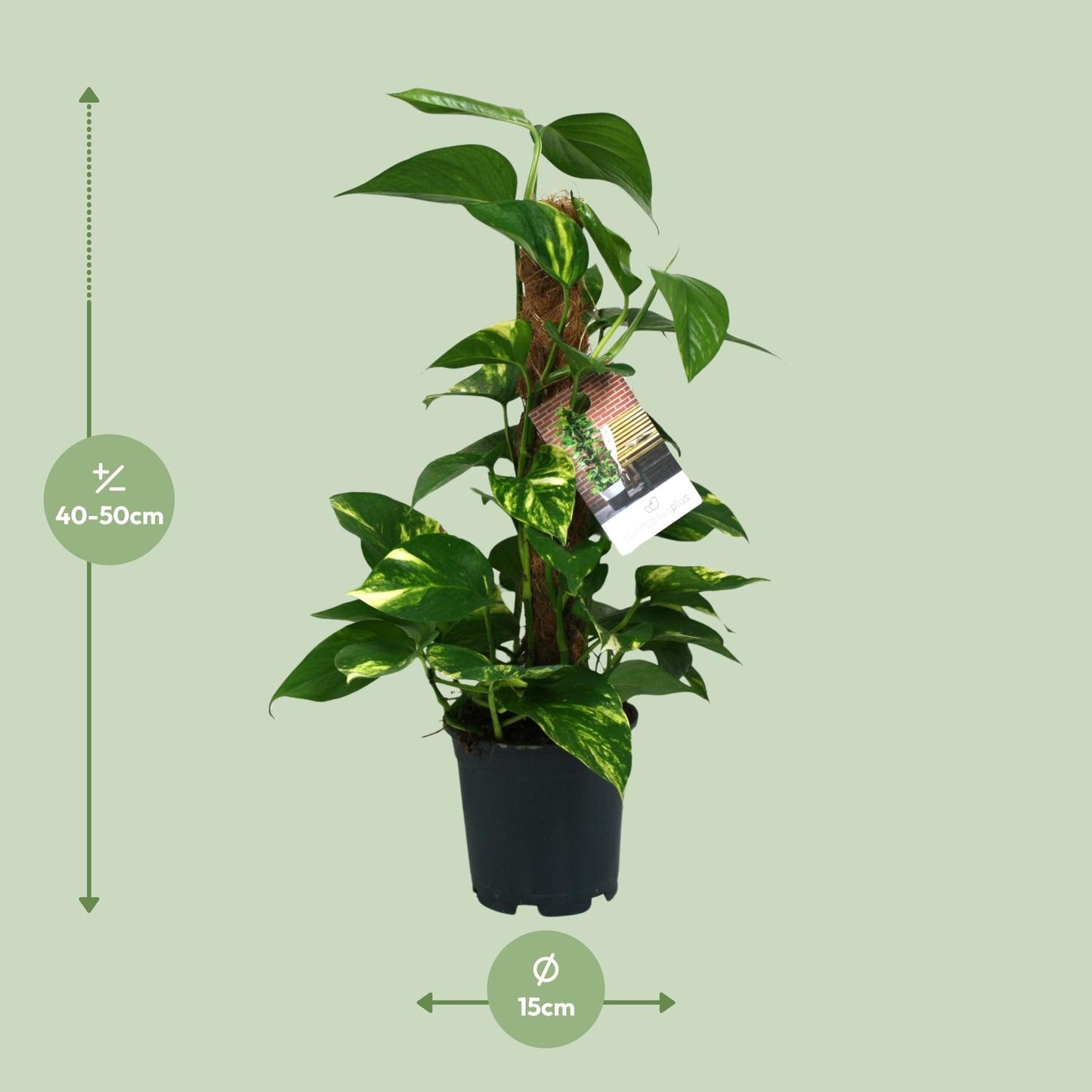 Scindapsus Epipremnum - Ø15cm - ↕50cm - Plantabulous