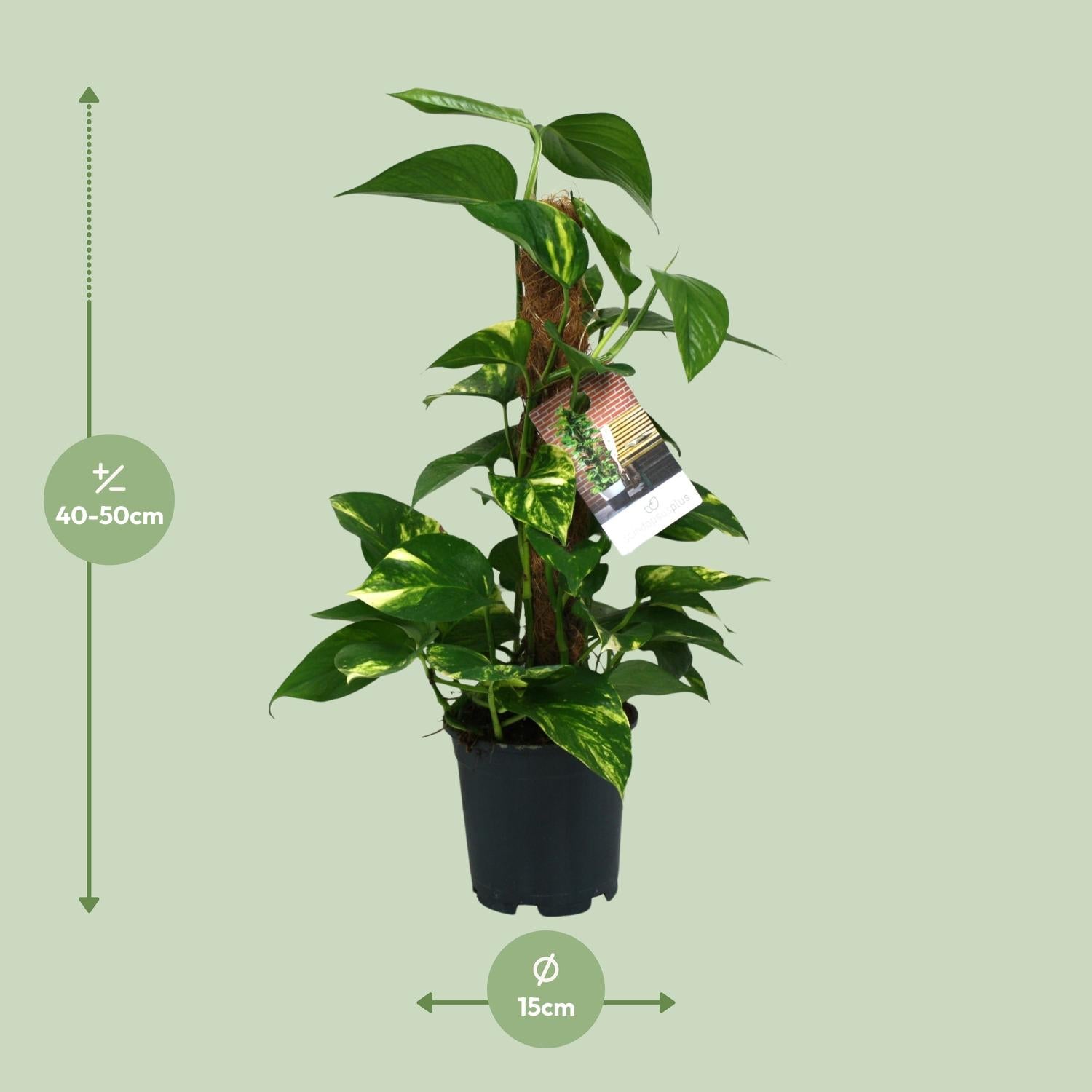 Scindapsus Epipremnum - Ø15cm - ↕50cm - Plantabulous