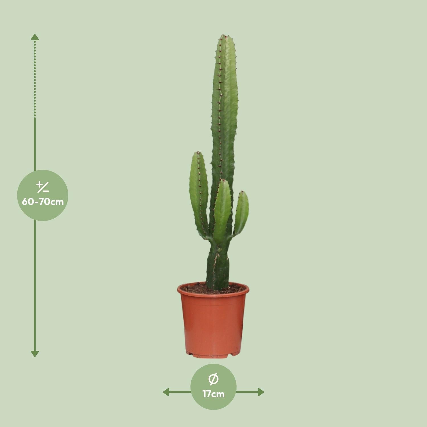 Wolfsmilch – Euphorbia acrurensis – 50 cm – Ø17 cm - Plantabulous