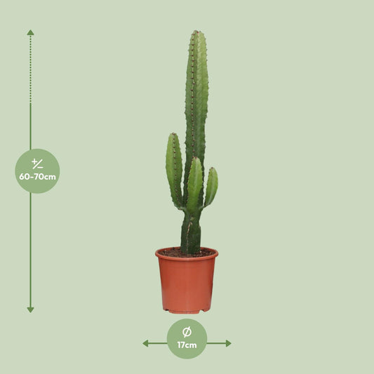 Wolfsmilch – Euphorbia acrurensis – 50 cm – Ø17 cm - Plantabulous