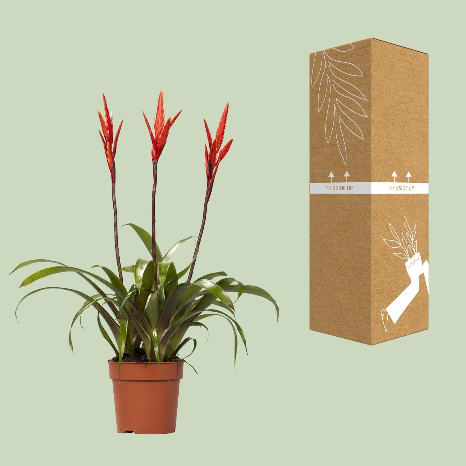 Vriesea Elan Toef - Ø12cm - ↕55cm - Plantabulous