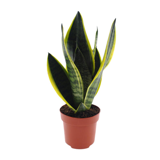 Bogenhanf – Sansevieria 'Futura Superba' – ↑30 cm – Ø12 cm