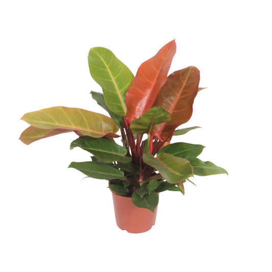 Philodendron – Philodendron 'Prince of Orange' – ↑45 cm – Ø17 cm