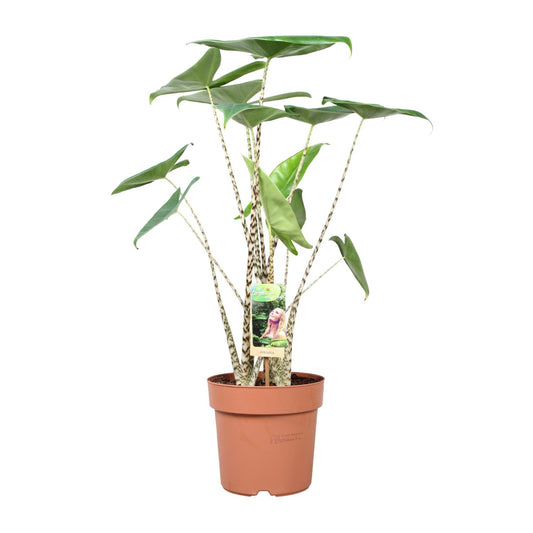 Pfeilblatt – Alocasia 'Zebrina' – ↑80 cm – Ø21 cm