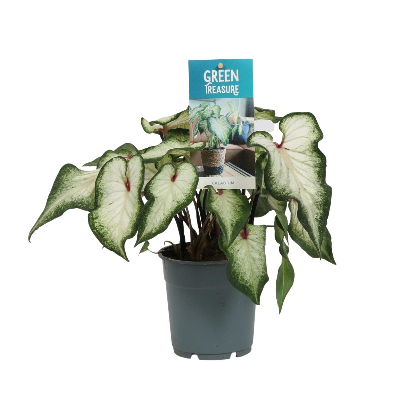 Caladium Wit - Ø12cm - ↑25cm