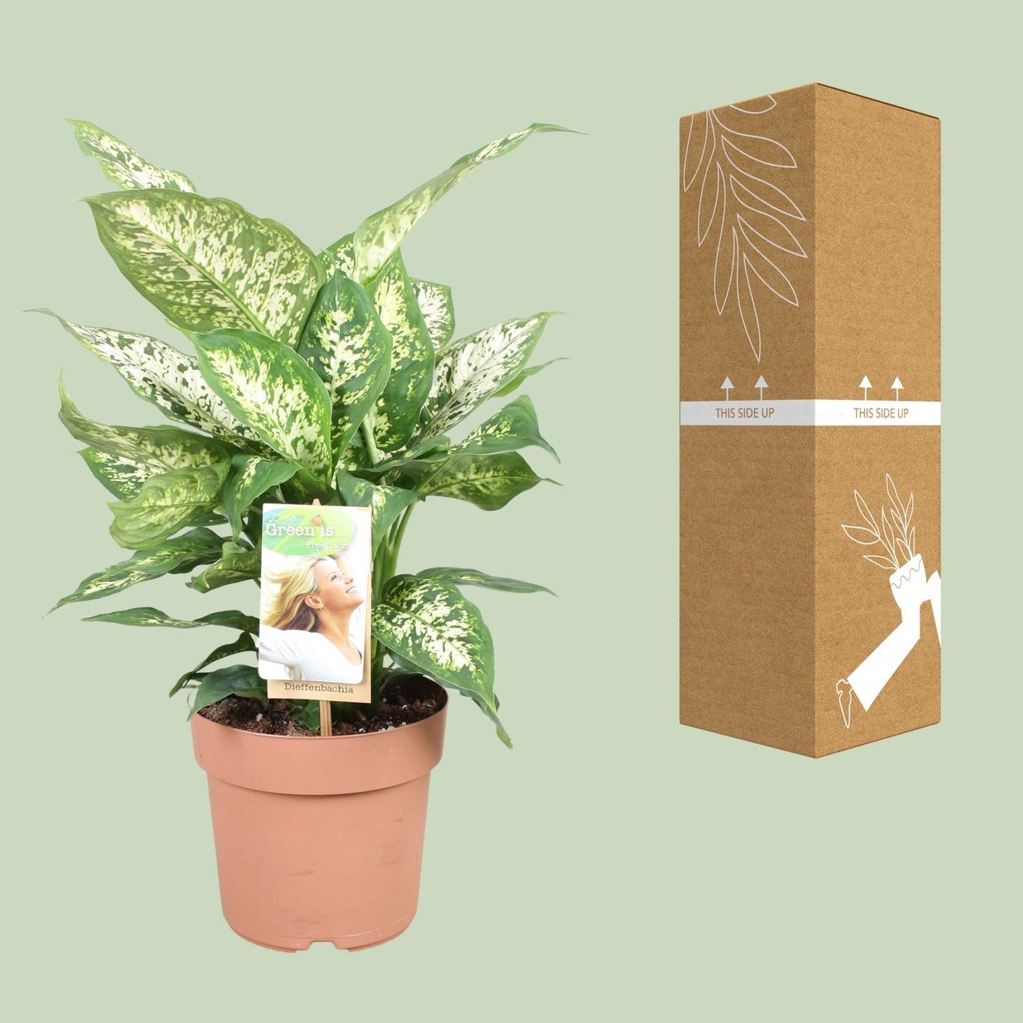 Dieffenbachie – Dieffenbachia Compacta – ↑45 cm – Ø17 cm