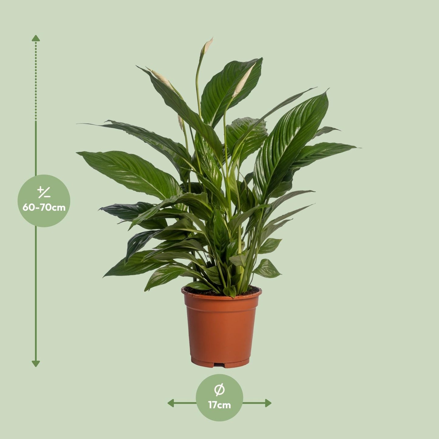 Einblatt – Spathiphyllum 'Vivaldi' – ↑70 cm – Ø17 cm