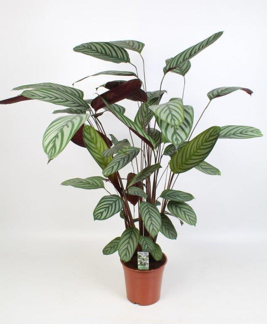 Ctenanthe Oppenheimiana - Ø21cm - ↕100cm - Plantabulous