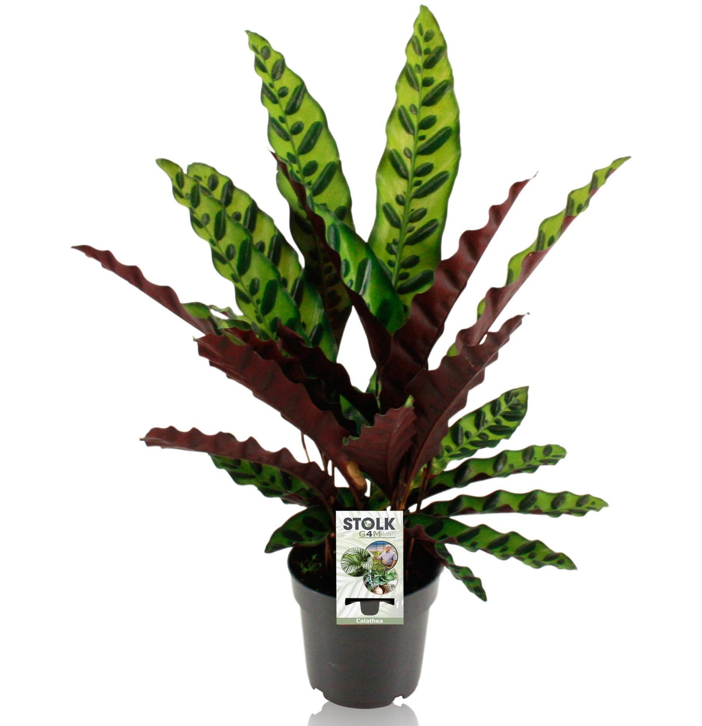 Calathea Lancifolia Insignis - Ø14cm - ↕45cm - Plantabulous