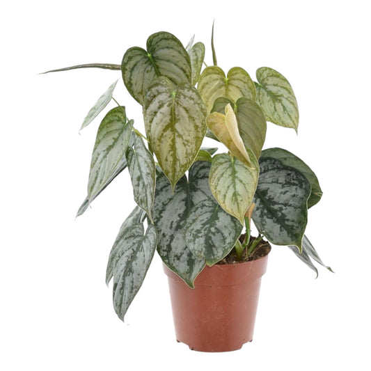 Philodendron – Philodendron brandtianum – 35 cm – Ø12 cm - Plantabulous