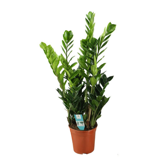 Zamioculcas 21cm - Ø21cm - ↕100cm - Plantabulous