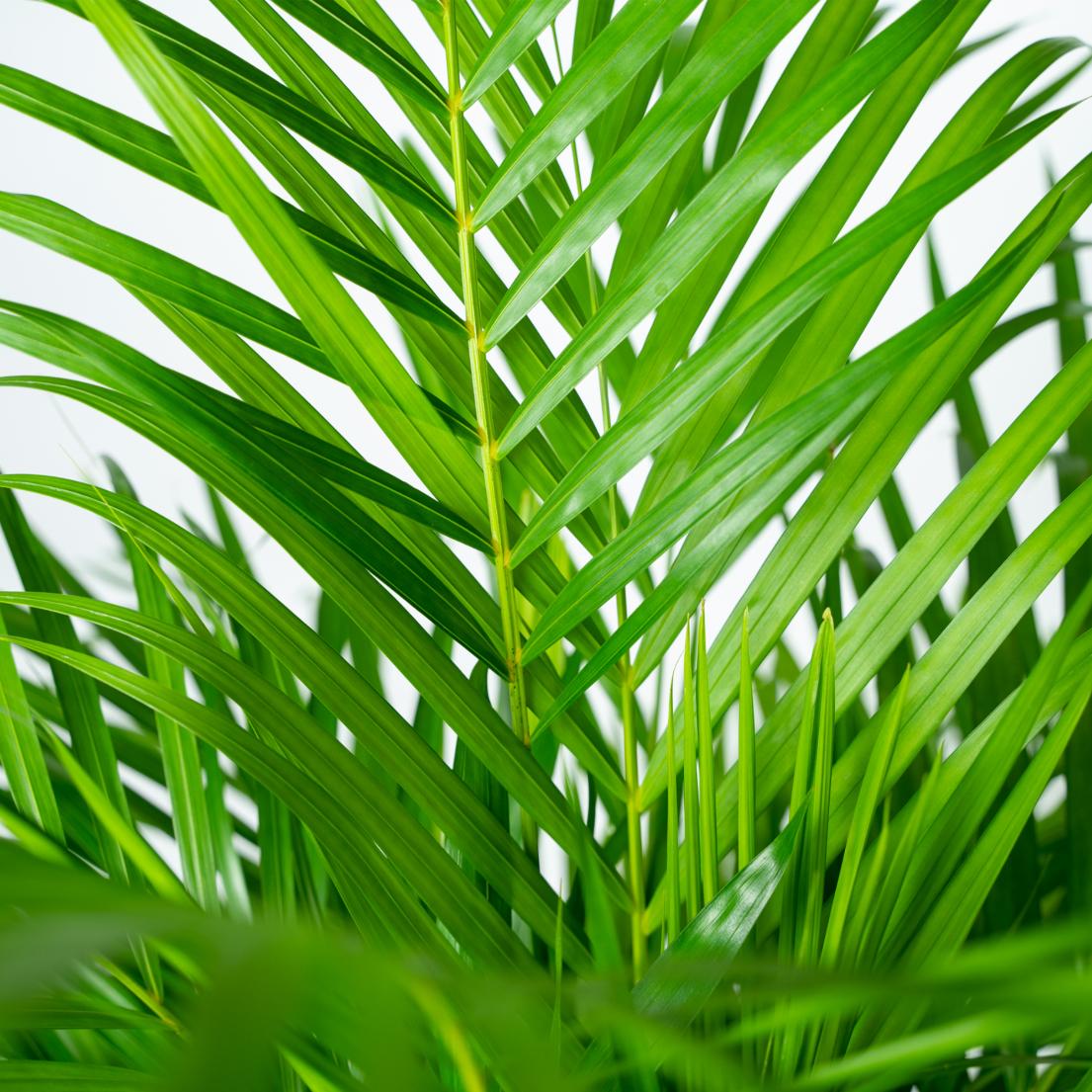 Areca Palme - Dypsis Lutescens - 110cm - Ø21cm - Plantabulous