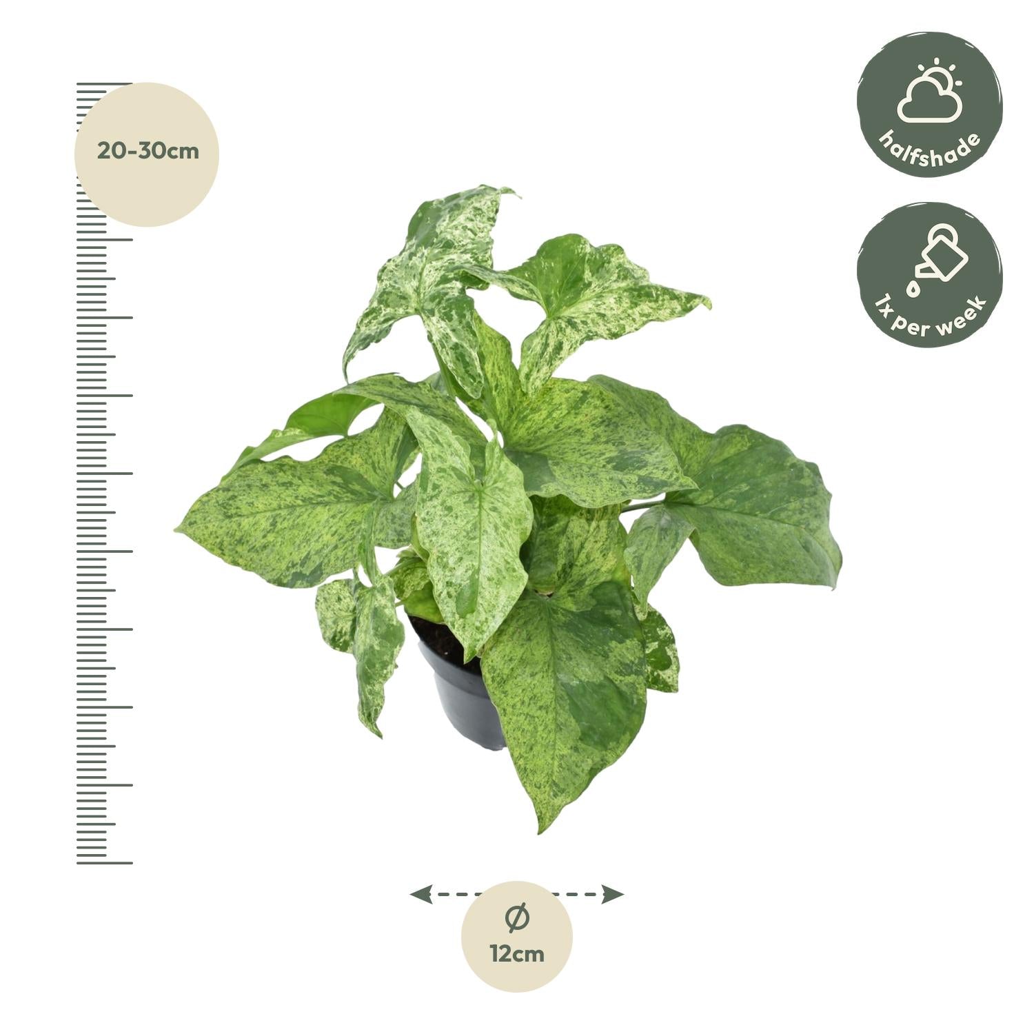 Pfeilblatt – Syngonium podophyllum 'Mottled' – 25 cm – Ø12 cm - Plantabulous