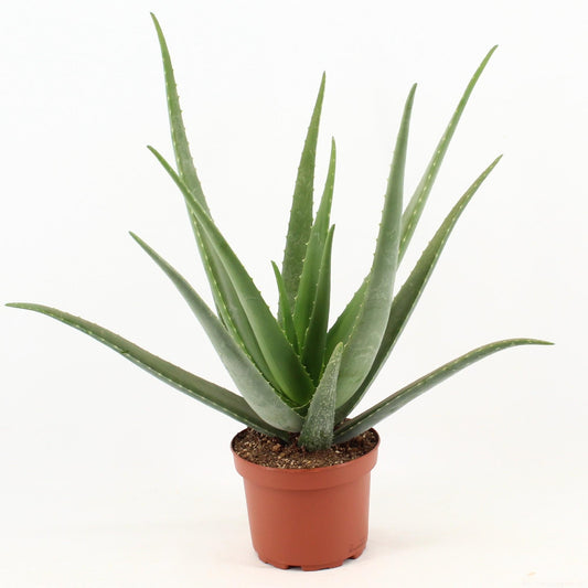 Aloe Vera - Ø19cm - ↕70cm - Plantabulous