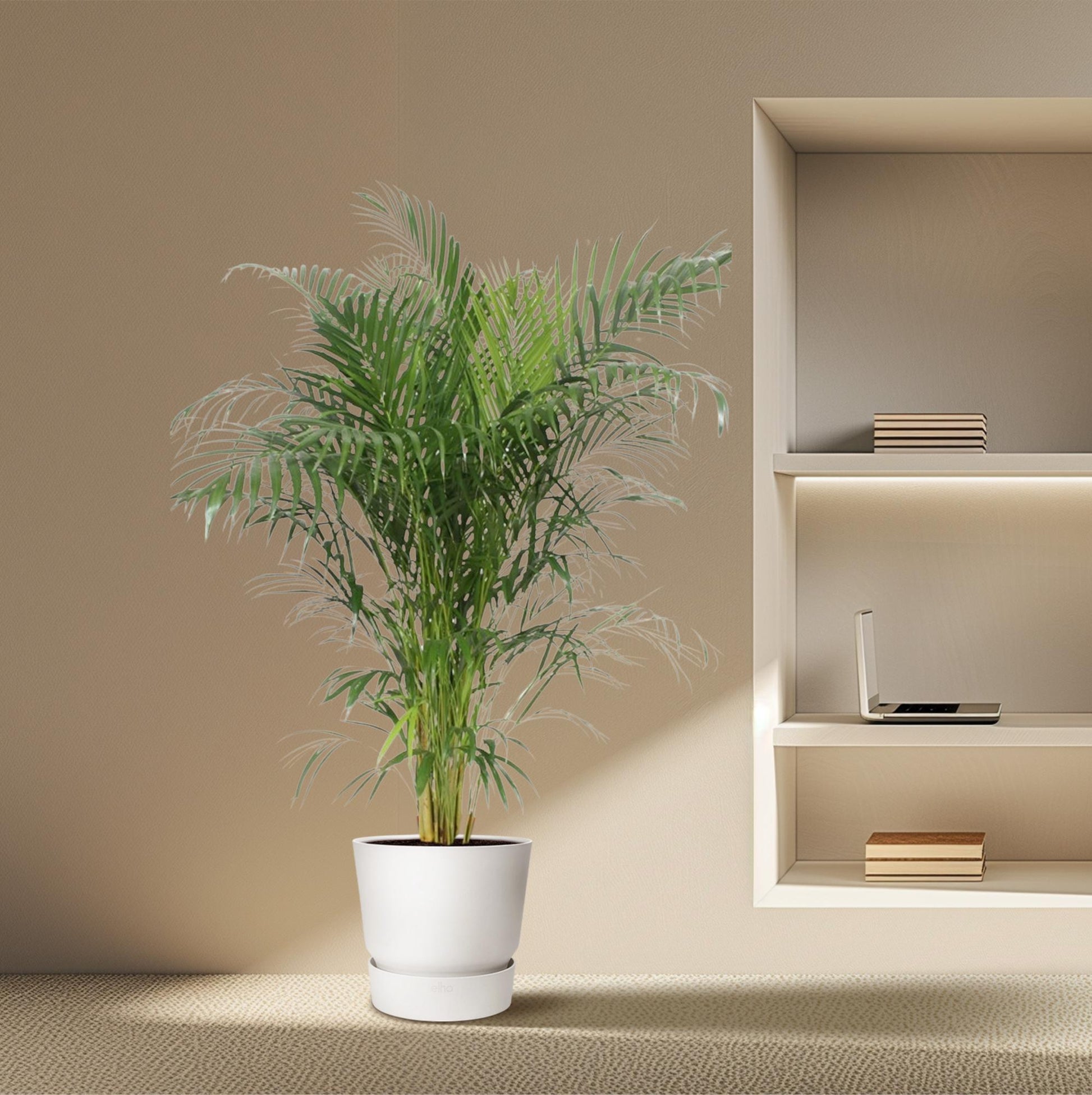 Areca Palme - Dypsis Lutescens - 150 cm - ø30 - Plantabulous