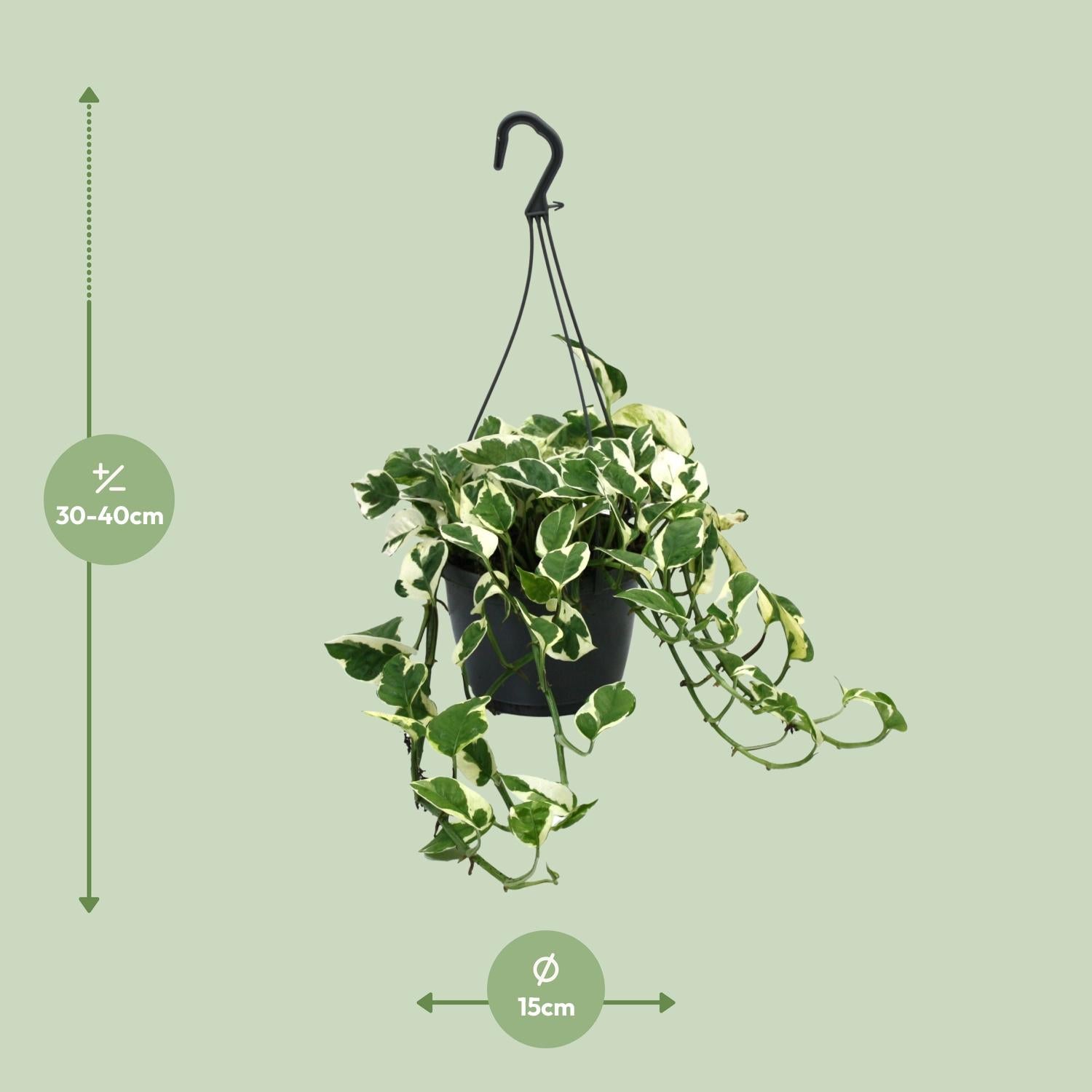 Scindapsus (Epipremnum) N’Joy - Ø15cm - ↕35cm - Plantabulous