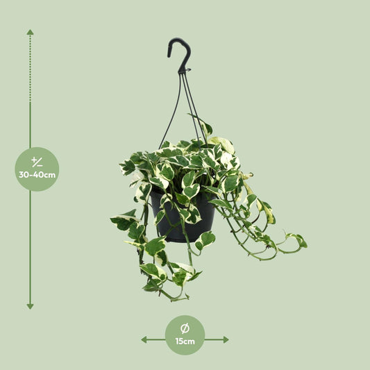 Scindapsus (Epipremnum) N’Joy - Ø15cm - ↕35cm - Plantabulous