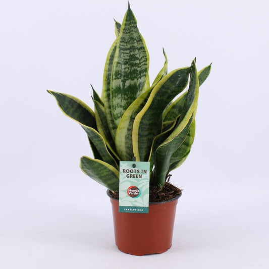 Sansevieria Futura Superba - Ø12cm - ↕35cm - Plantabulous