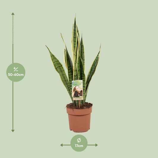 Bogenhanf – Sansevieria Trifasciata 'Laurentii' – ↑60 cm – Ø17 cm