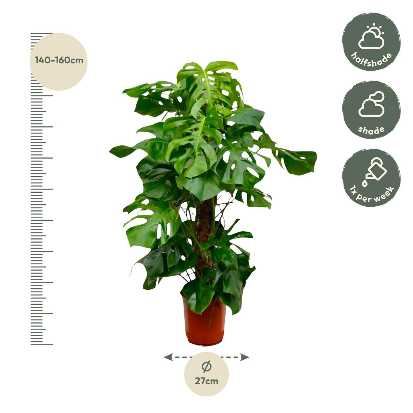Fensterblatt – Monstera deliciosa – 150 cm – Ø27 cm - Plantabulous