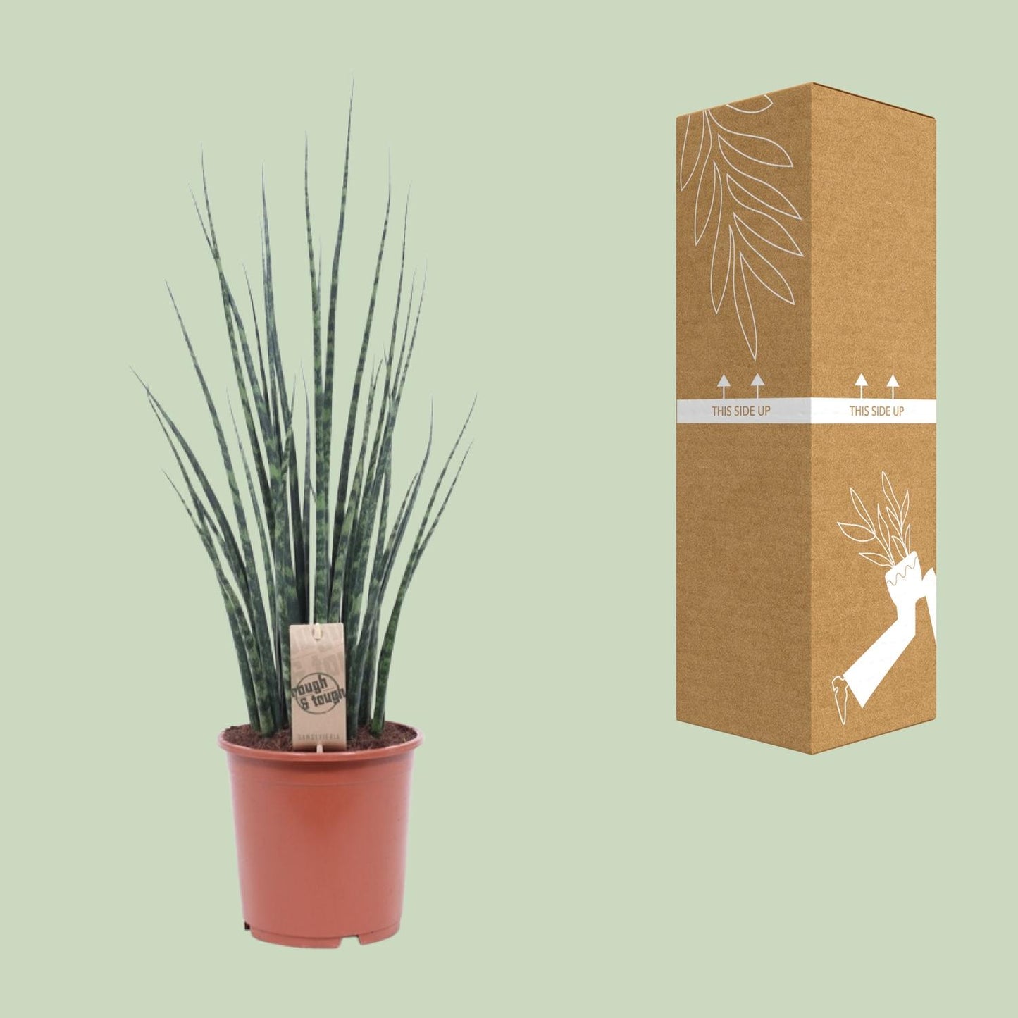 Bogenhanf – Sansevieria Fernwood 'Mikado' – ↑80 cm – Ø19 cm