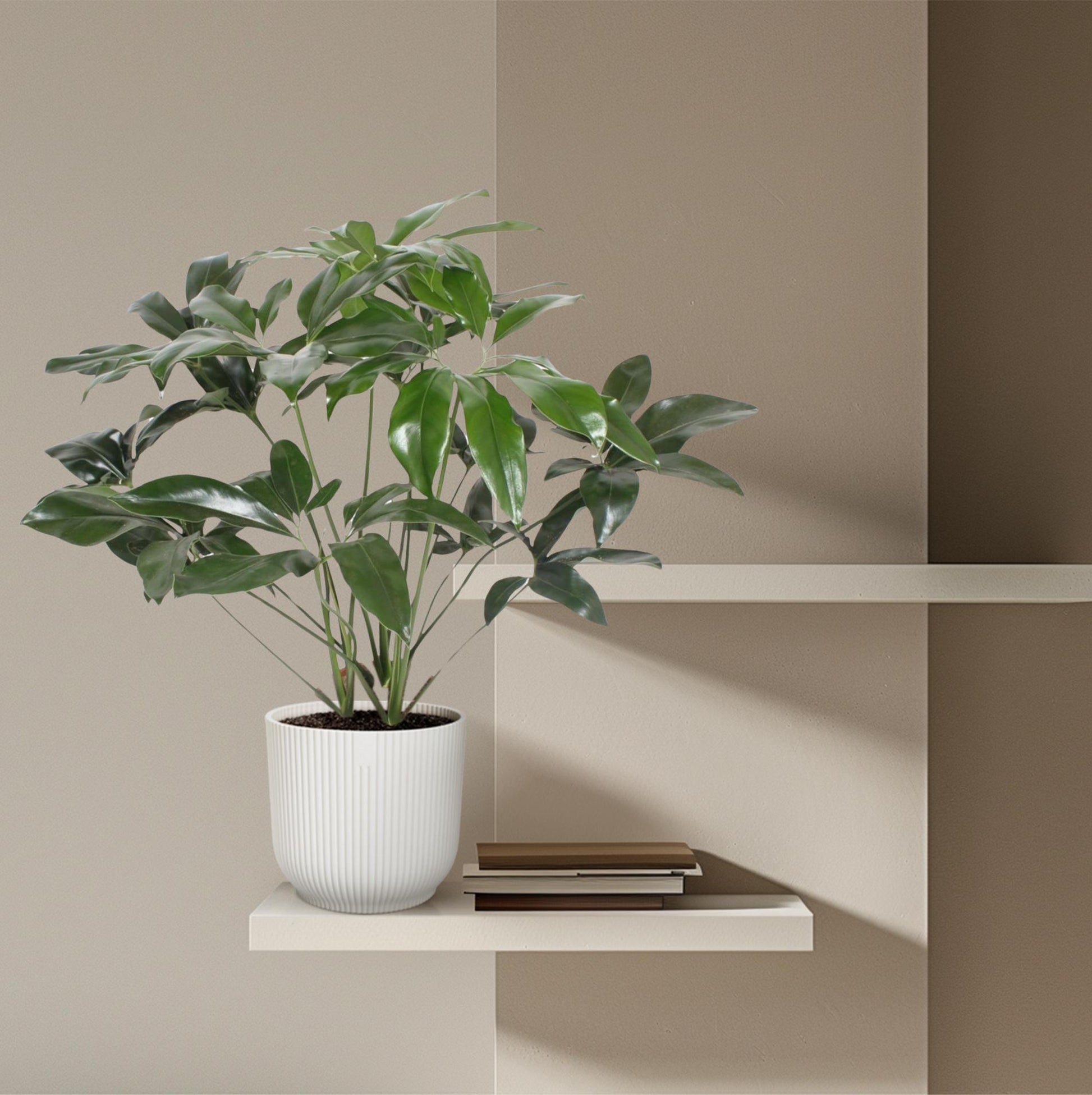 Philodendron – Philodendron 'Green Wonder' – 120 cm – Ø24 cm - Plantabulous