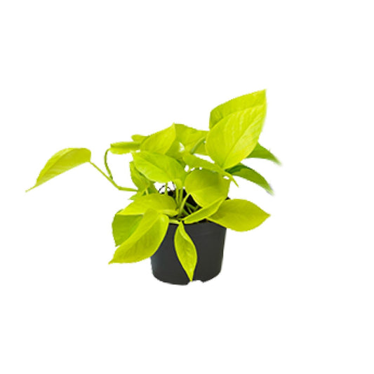 Efeutute – Epipremnum aureum 'Golden Pothos' – 15 cm – Ø12 cm - Plantabulous