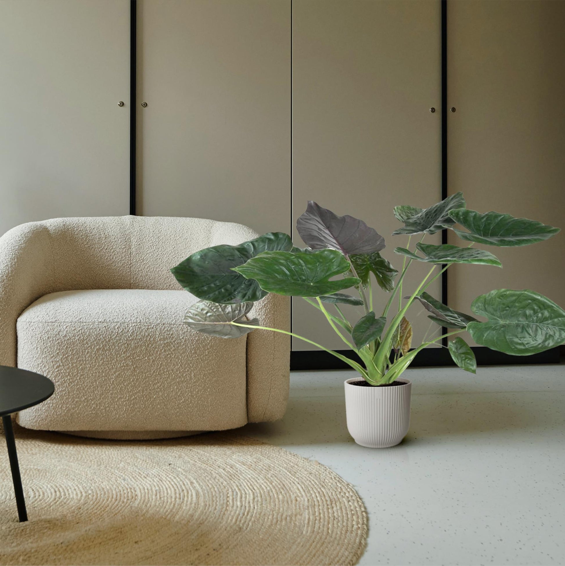 Pfeilblatt – Alocasia wentii – 120 cm – Ø32 cm - Plantabulous