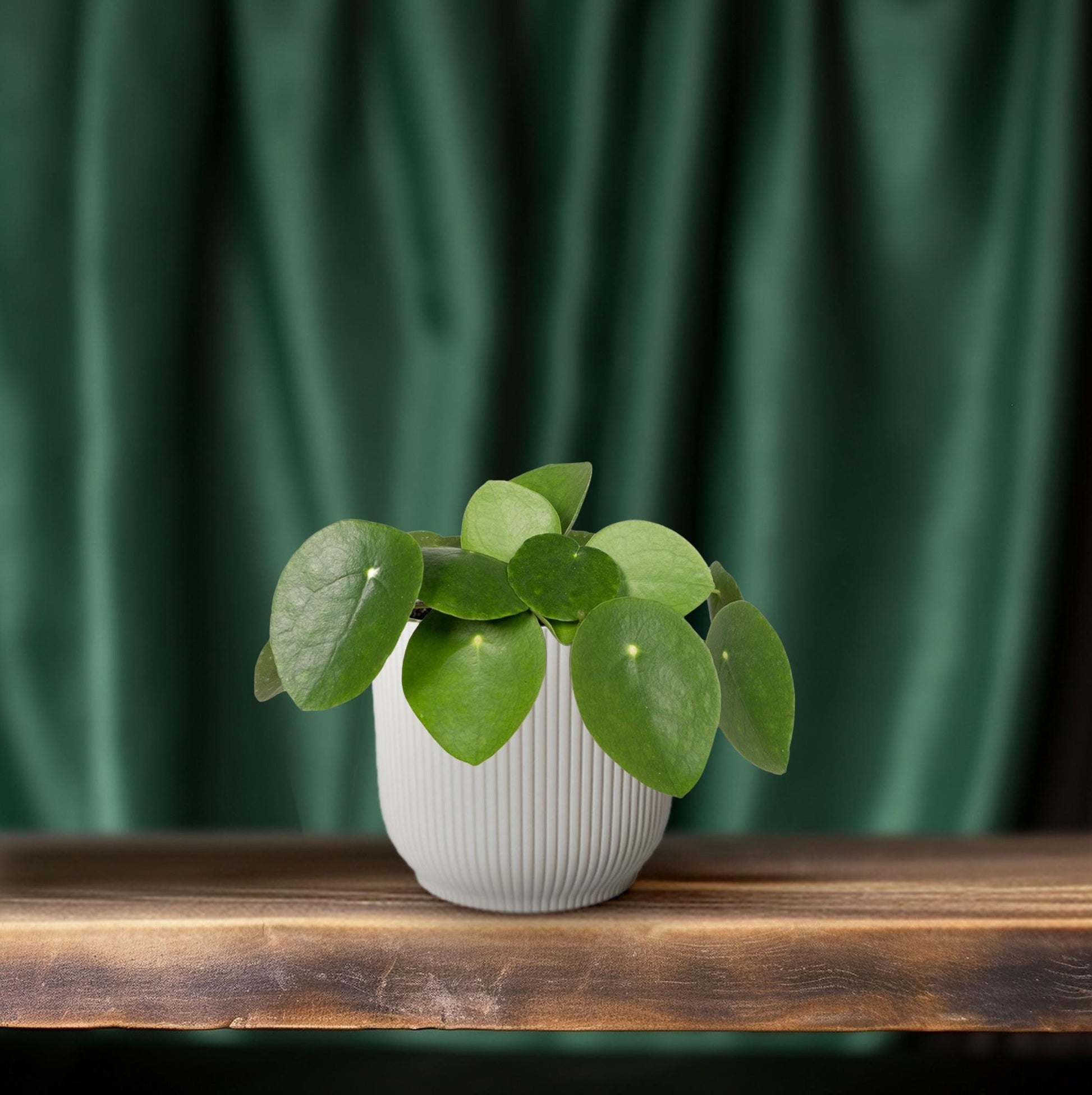 Pfannkuchenpflanze - Pilea Peperomiodes – 20 cm – Ø12 cm - Plantabulous
