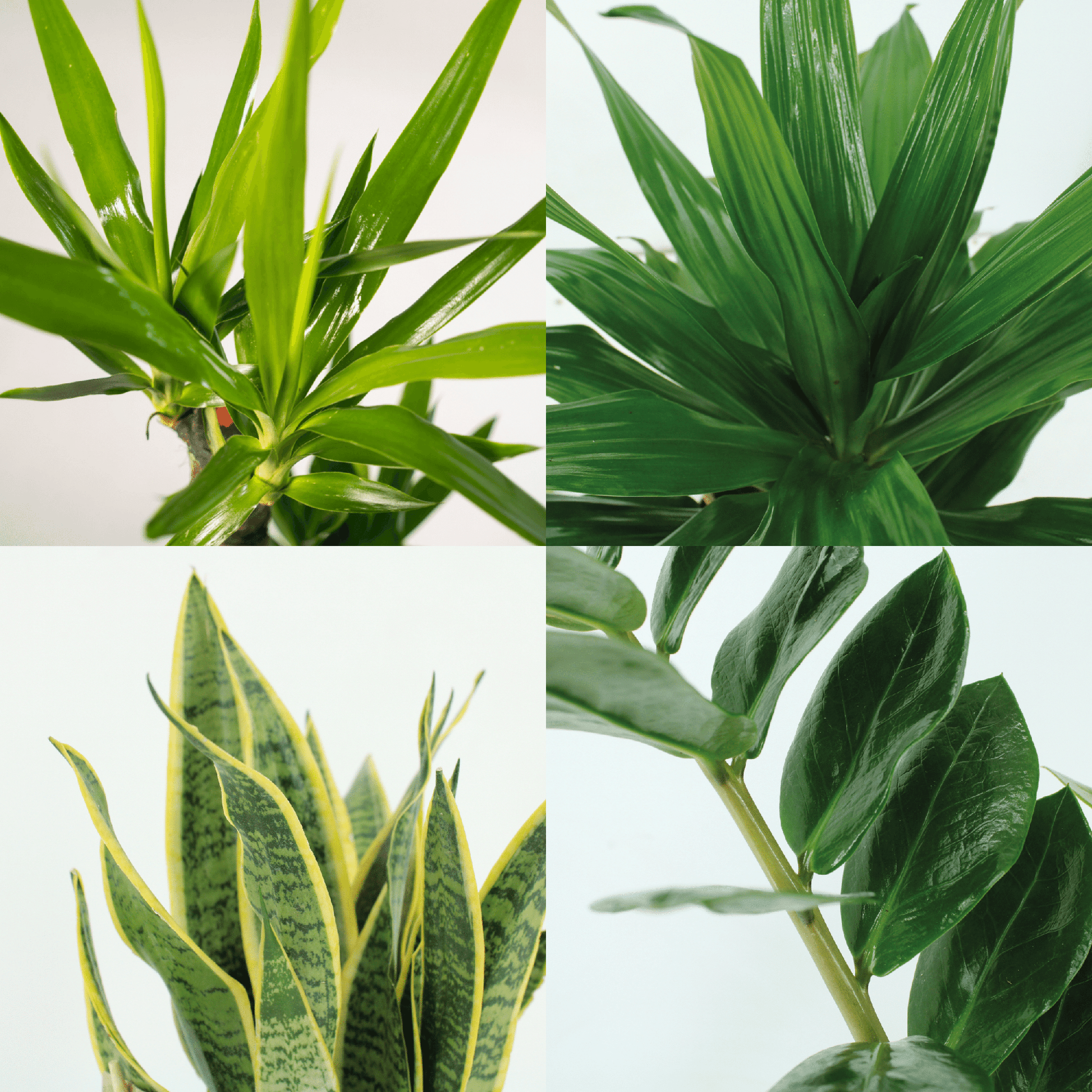 Pflanzen Set – 4 Pflanzen – verschiedene Höhen – Ø14–17 cm - Plantabulous