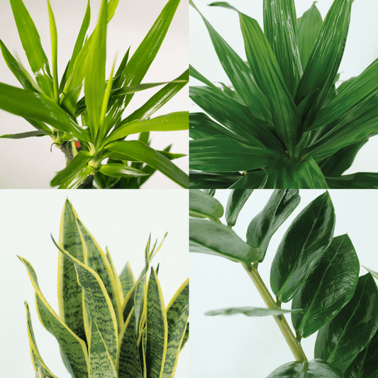 Pflanzen Set – 4 Pflanzen – verschiedene Höhen – Ø14–17 cm - Plantabulous